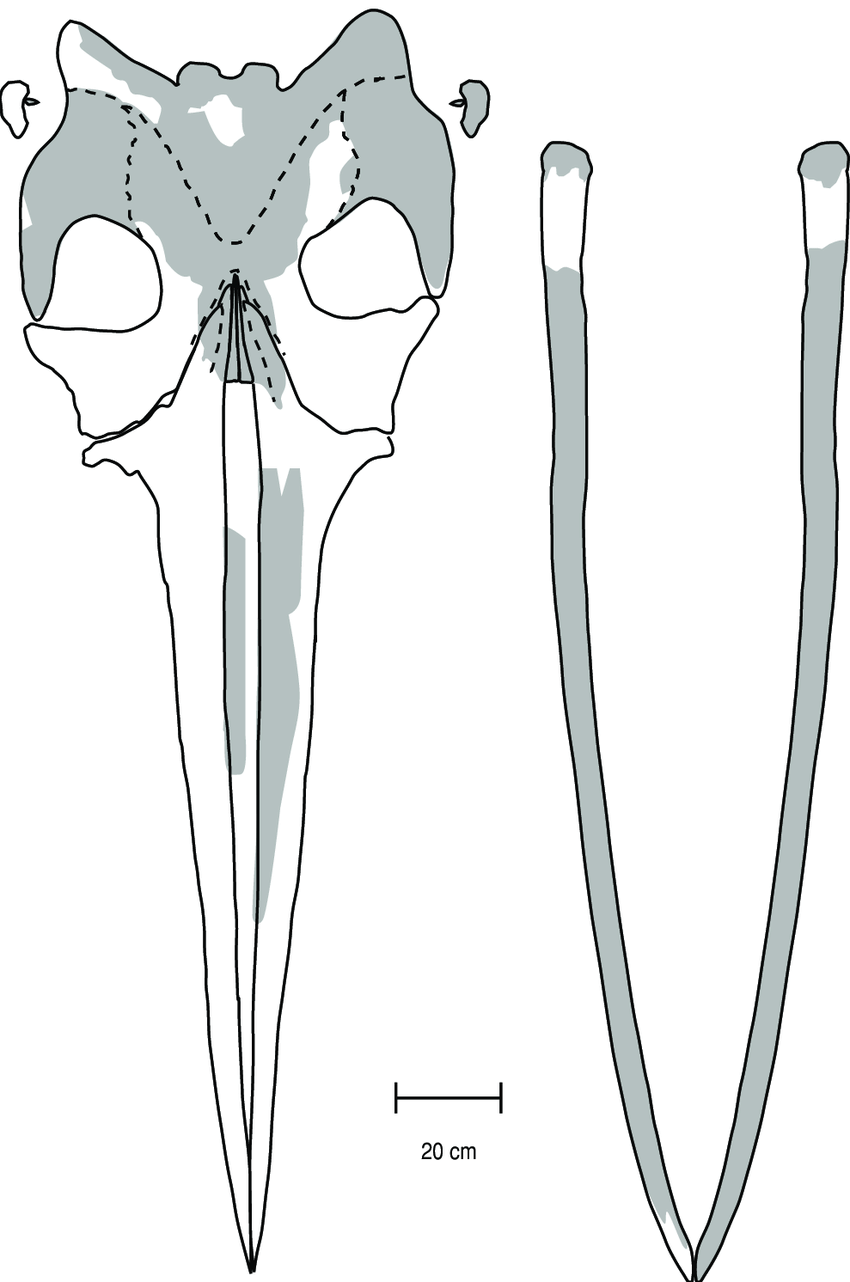 850x1282 Outline Drawing Of Plesiocetus Skull With Indication Of The Parts - Skull Outline Drawing