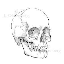 225x225 Afbeeldingsresultaat Voor Skull Outline Embroidery Drawings - Skull Outline Drawing