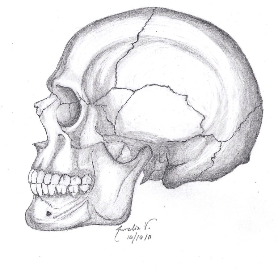 Череп в профиль рисунок