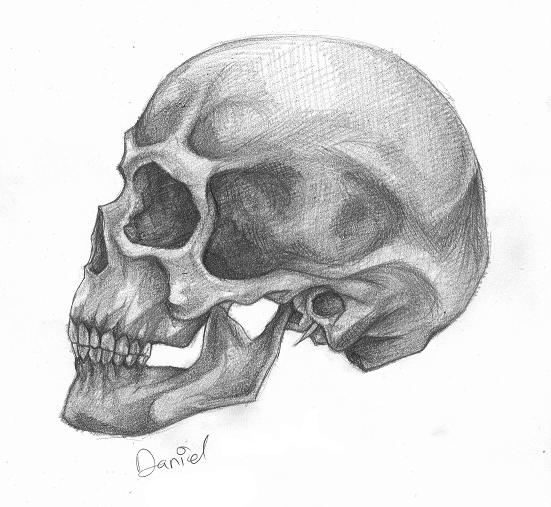 551x507 Inktober Ideas In Skull Art, Skull - Skull Profile Drawing