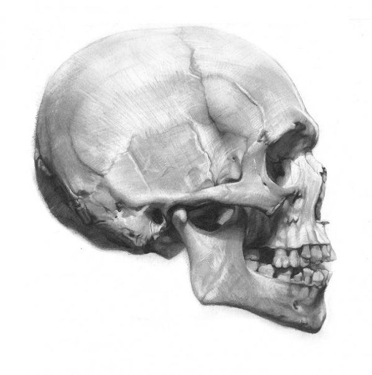 736x742 portrait anatomicae in my skull anatomy skull, skull - Skull Profile Drawing