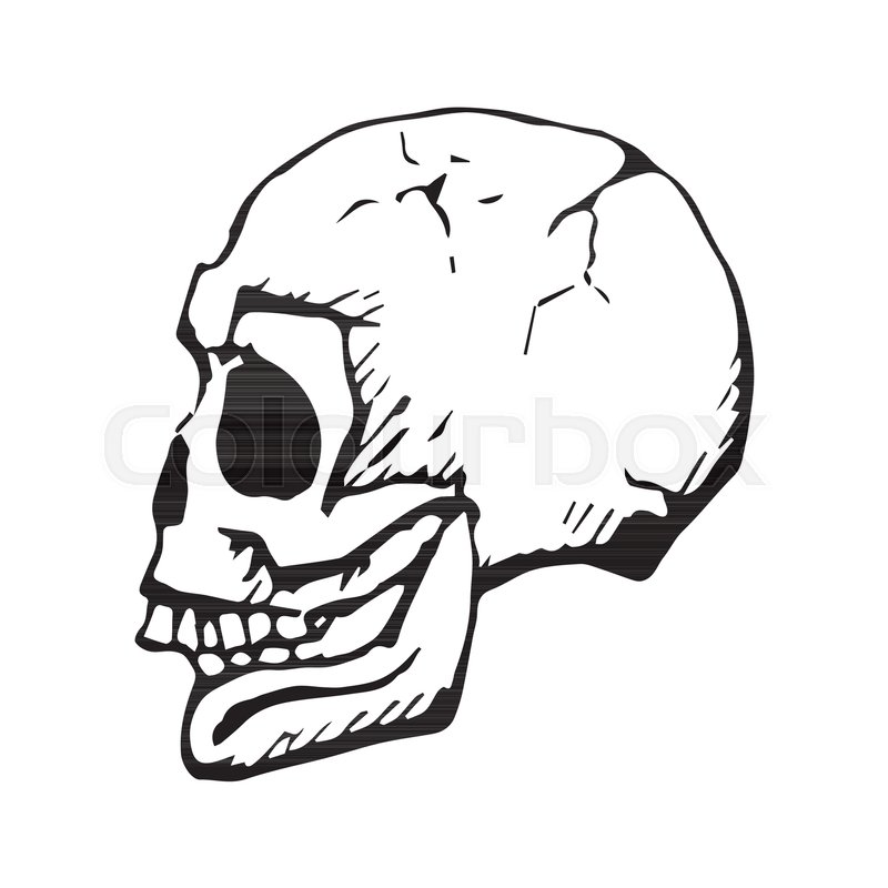800x800 Profile Skull Drawing With Crackles Stock Vector Colourbox - Skull Profile Drawing