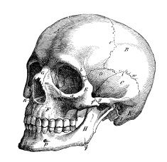 235x227 Profile View Of Skull Skullsskeletonones Skull Illustration - Skull Profile Drawing
