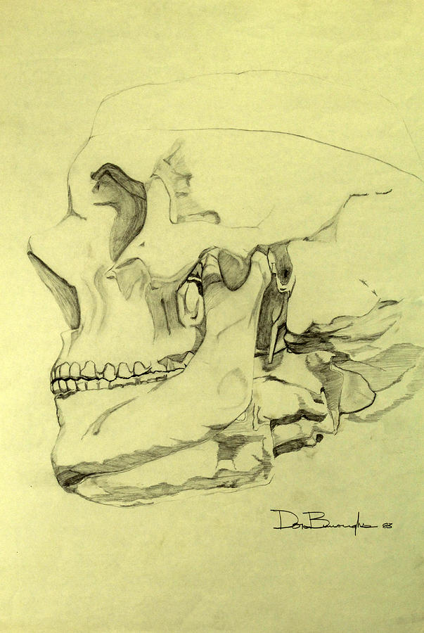 603x900 Skull Study Oblique Profile Drawing - Skull Profile Drawing