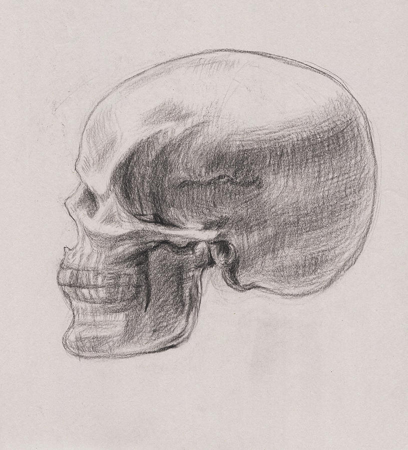 815x900 Skull Study Profile Drawing - Skull Profile Drawing
