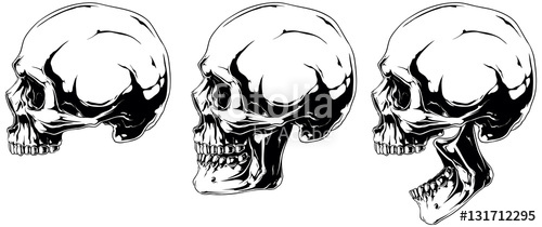 500x210 White Human Skull In Profile Projection Set Stock Image - Skull Profile Drawing