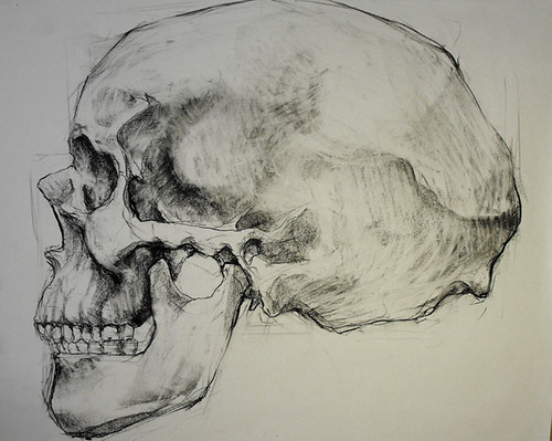 500x399 Life Drawing Two Student Work, Skulls - Skull Profile Drawing