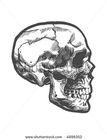 360x470 Skull Profile - Skull Profile Drawing