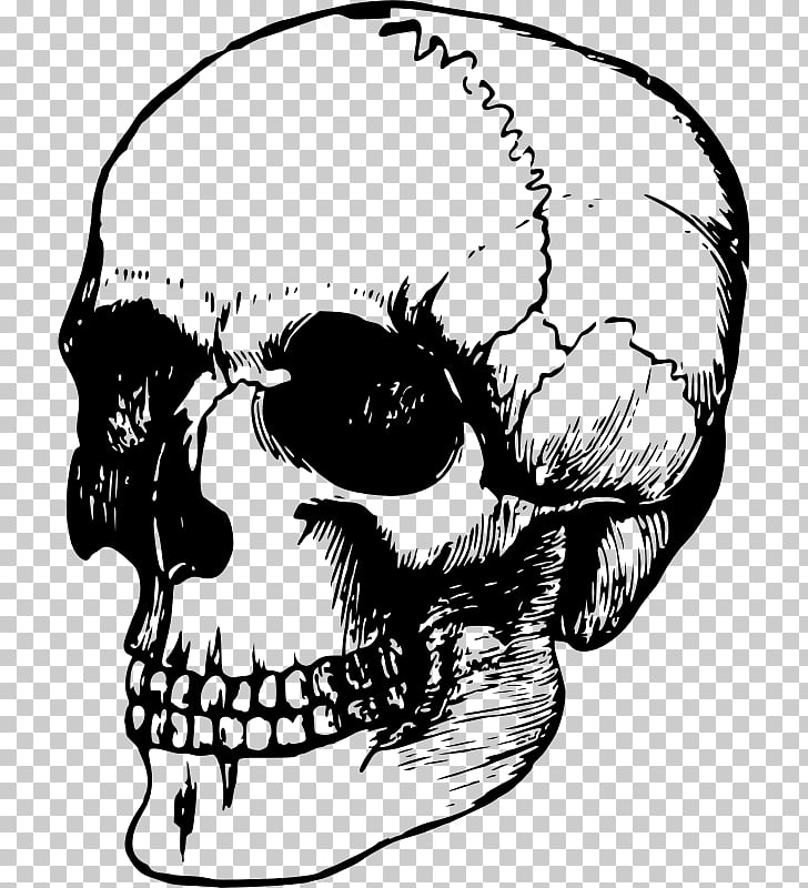728x800 Skull Human Skeleton Head Drawing, Skull Rose Png Clipart Free - Skull Rose Drawing