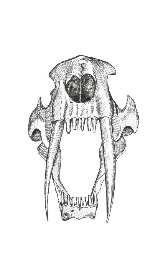 Skull Teeth Drawing at Explore collection of Skull