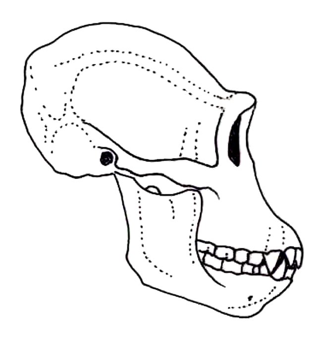 650x716 shorter jaws with smaller teeth - Skull Teeth Drawing