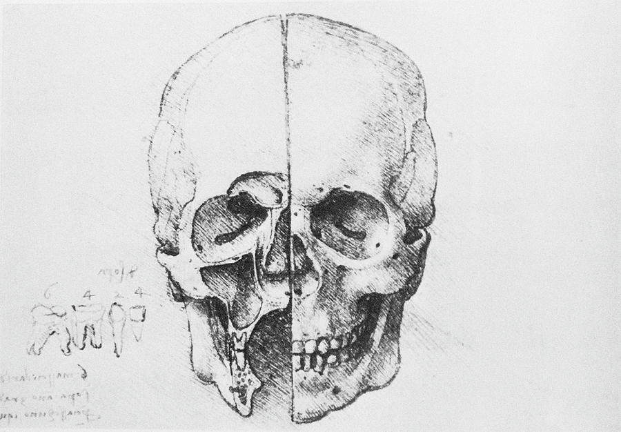 900x626 skull and teeth anatomy photograph - Skull Teeth Drawing