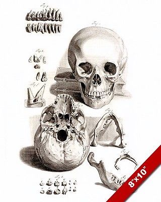 320x400 human anatomy skull teeth medical drawing painting art real - Skull Teeth Drawing