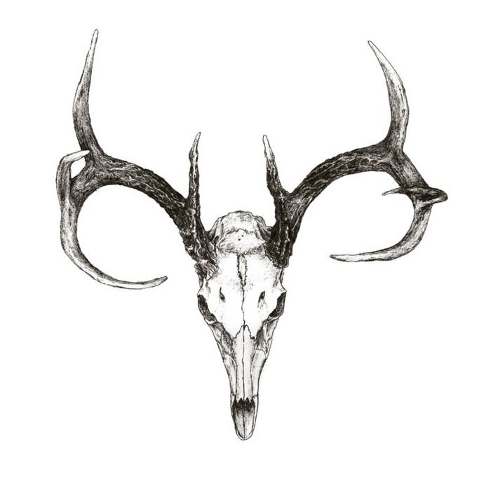 700x700 animal skulls with horns - Skull With Horns Drawing