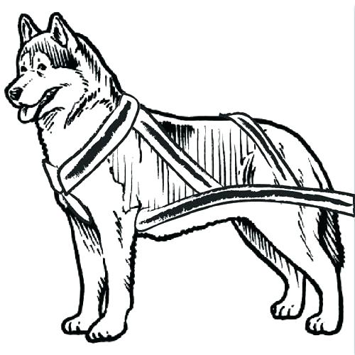 Sled Dog Drawing at Explore collection of Sled Dog