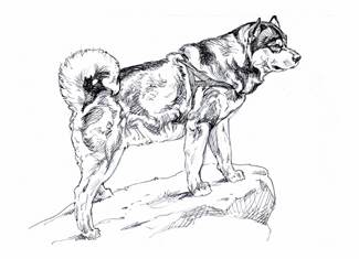 325x235 journal of the inuit sled dog international - Sled Dog Drawing