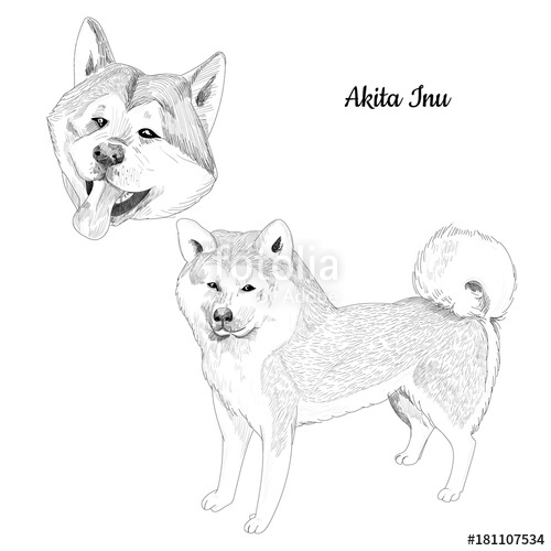500x500 akita inu dog sketch isolated sled dog breed hand drawn dog - Sled Dog Drawing