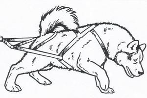 300x200 Sled Dog Sketches Dog Coloring Page, Sled, Dogs - Sled Dog Drawing