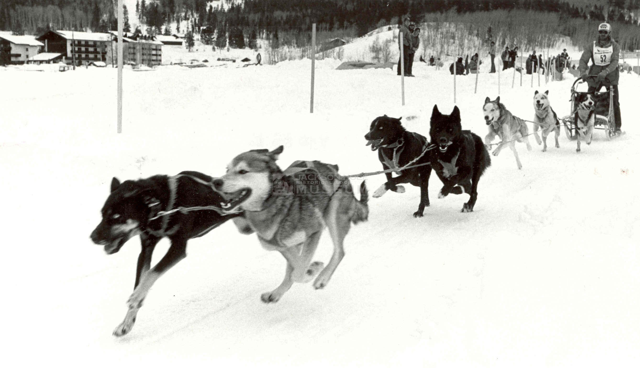 2675x1539 Sled Dog Tales Dog Sledding In Jackson Hole - Sled Dog Drawing