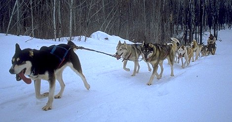 470x247 Sled Dogs And Mushers - Sled Dog Drawing