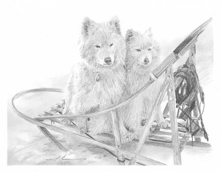450x350 Sled Dogs Drawing - Sled Dog Drawing