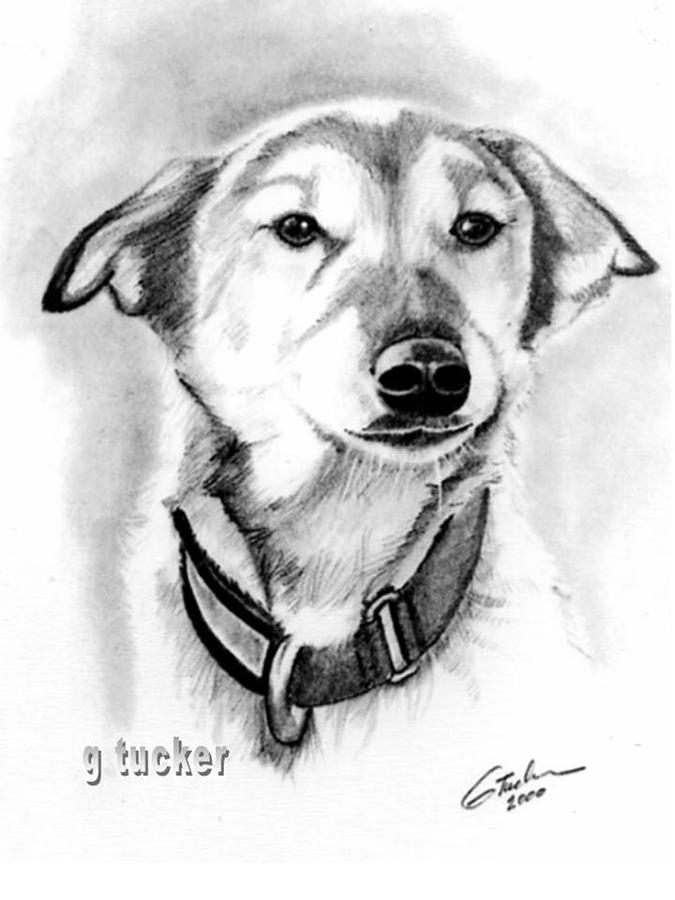 675x900 Alaskan Sled Dog Drawing - Sled Dog Drawing