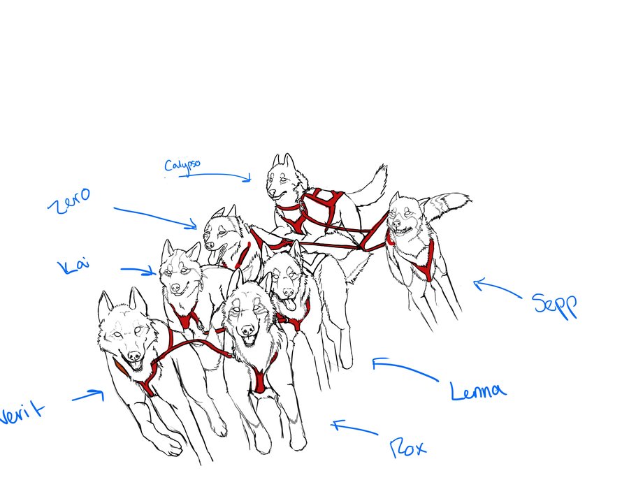 900x707 Sled Dog Team Drawing - Sled Drawing