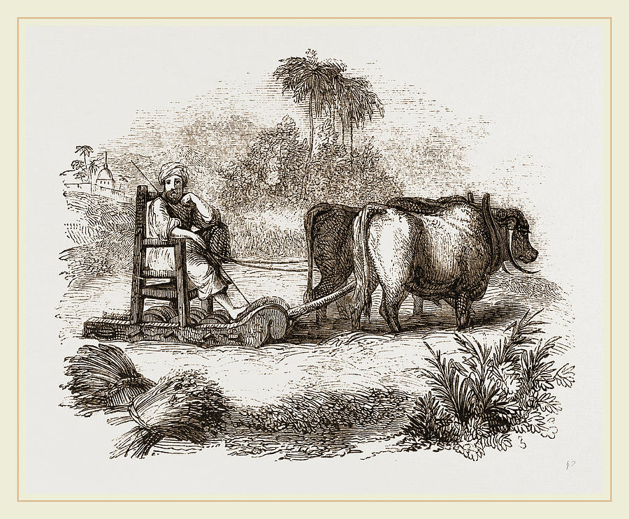 900x743 Oriental Threshing With The Sledge Drawing - Sledge Drawing