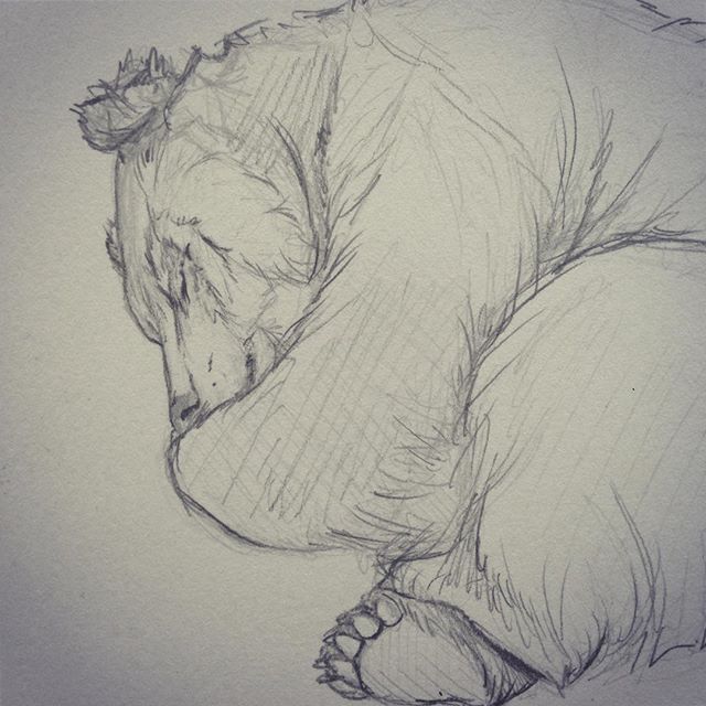 640x640 Quick Sketch Of A Sleeping Bear - Sleeping Bear Drawing