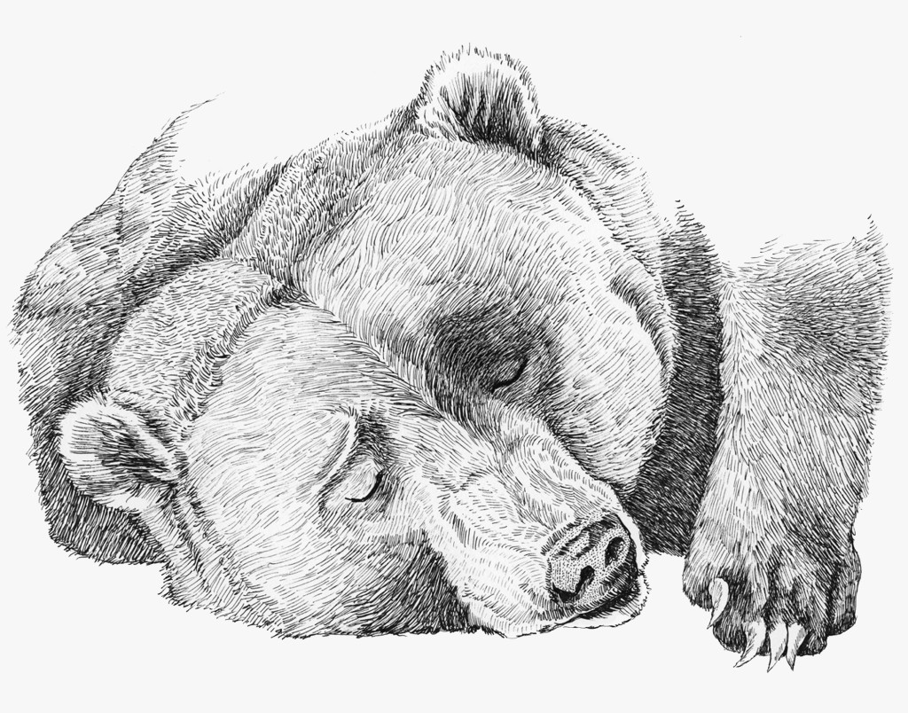 1024x804 Sleeping Bear - Sleeping Bear Drawing