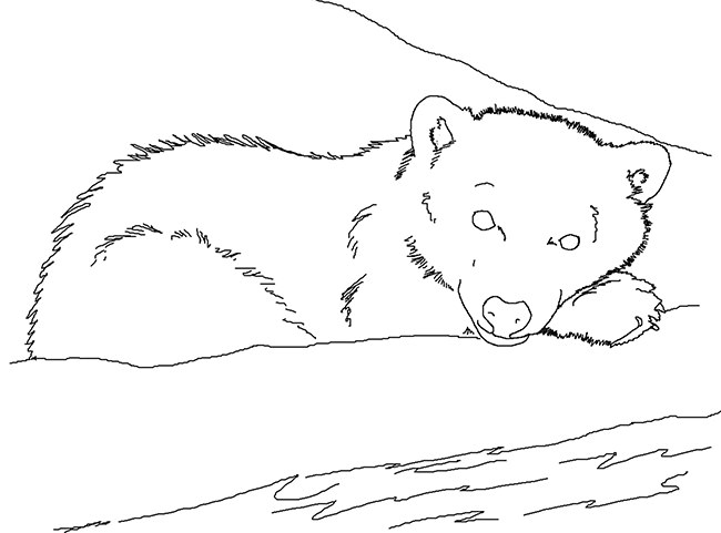 650x481 Bear Template - Sleeping Bear Drawing