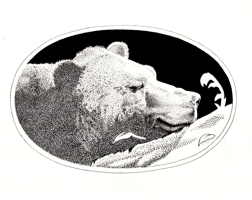 825x655 Sleeping Bear Ink Drawing Illustration - Sleeping Bear Drawing
