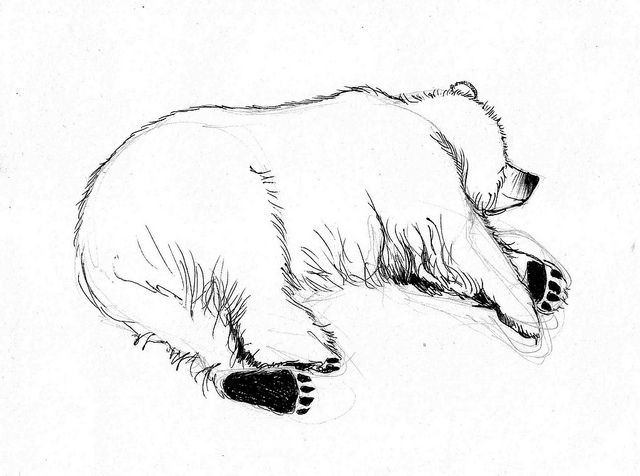 640x476 Sleeping Bear Sketch From Life In Ink Bear Sketch - Sleeping Bear Drawing
