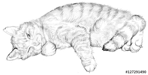 500x255 Illustration Of A Sleeping Cat, Black And White Drawing Image - Sleeping Cat Drawing