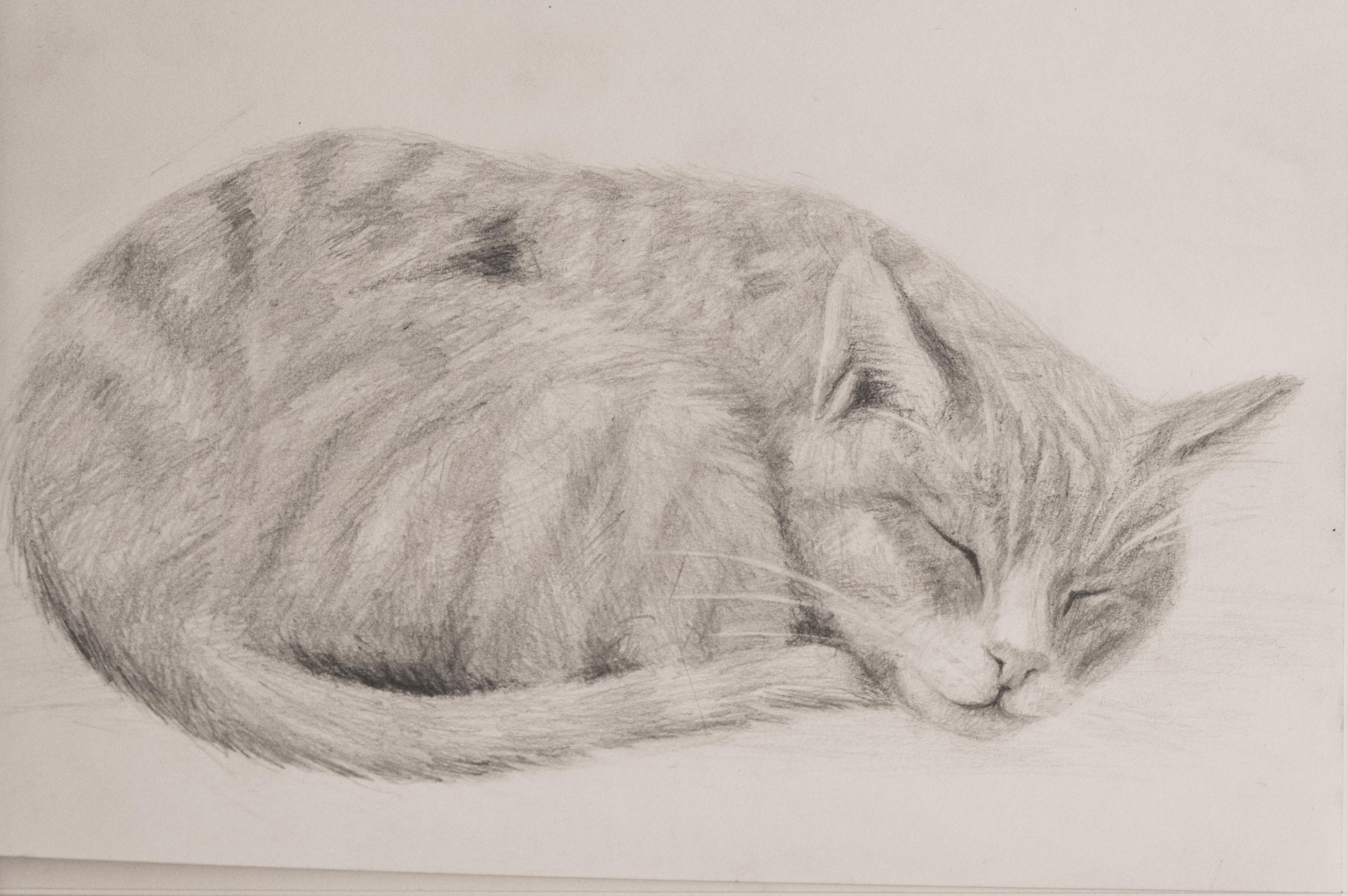 Sleeping Cat Drawing at Explore collection of