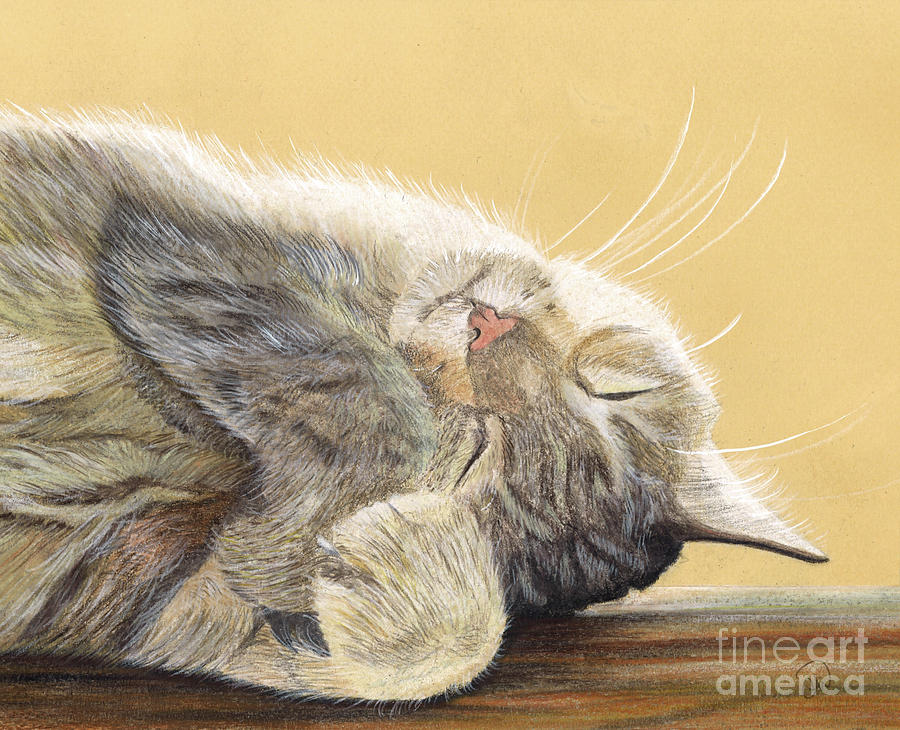 900x730 Sleeping Cat Drawing - Sleeping Cat Drawing