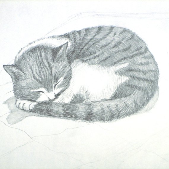 Sleeping Cat Drawing at PaintingValley.com | Explore collection of