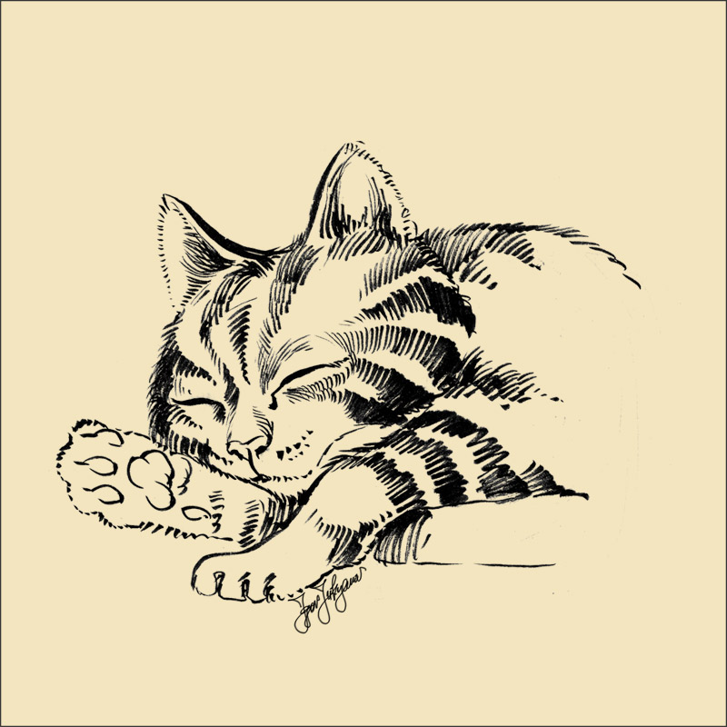 800x800 Sleeping Cat Sketch - Sleeping Cat Drawing