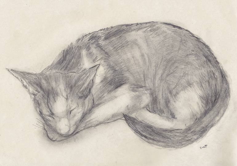 770x539 Sleeping Cat Drawing - Sleeping Cat Drawing