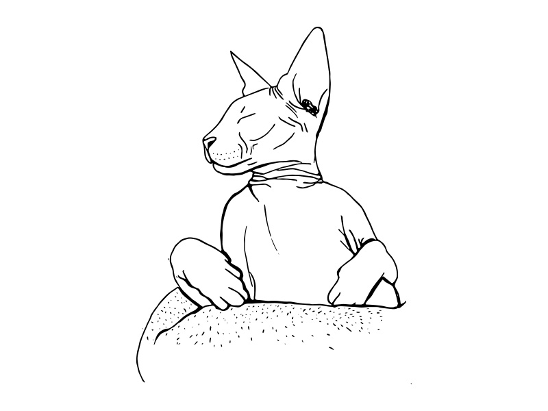 800x600 sphynx cat sleeping - Sleeping Cat Line Drawing