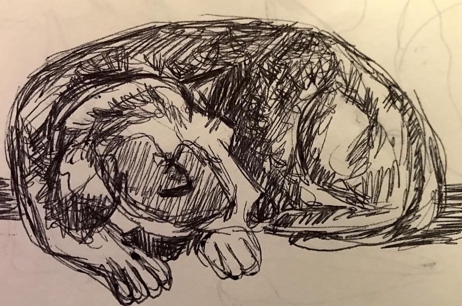 900x596 Sleeping Dog Drawing - Sleeping Dog Drawing