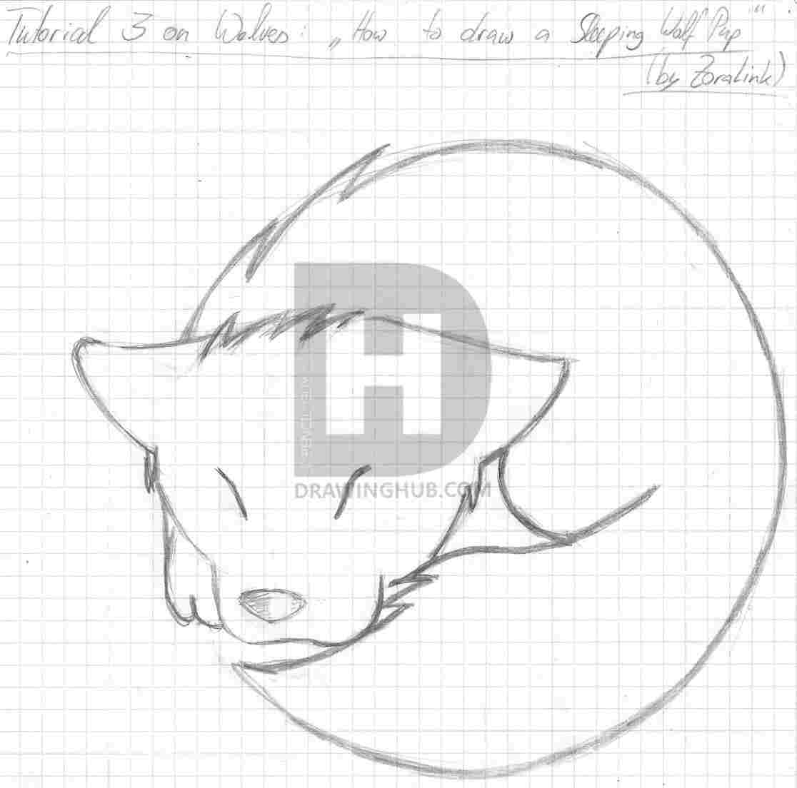 1116x1104 wolf sleeping wolf drawing sleeping drawing how to draw - Sleeping Drawing