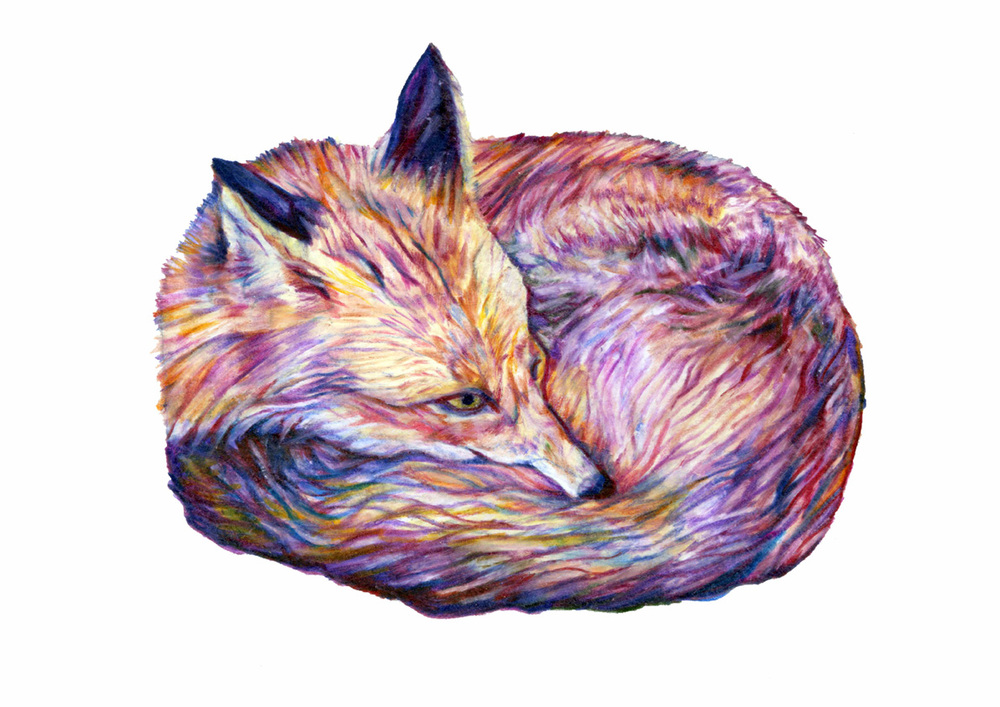 Sleeping Fox Drawing at PaintingValley.com | Explore collection of