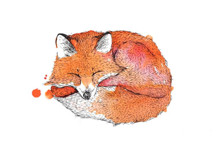 770x514 Sleeping Fox Drawing - Sleeping Fox Drawing