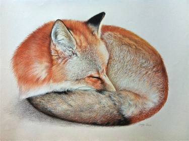375x280 Sleeping Fox Drawing - Sleeping Fox Drawing