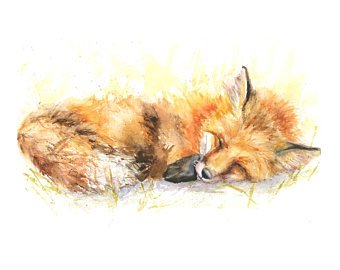 340x270 Sleeping Fox Etsy - Sleeping Fox Drawing