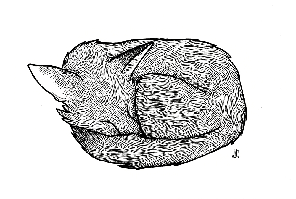 1000x672 Sleeping Fox Weasyl - Sleeping Fox Drawing