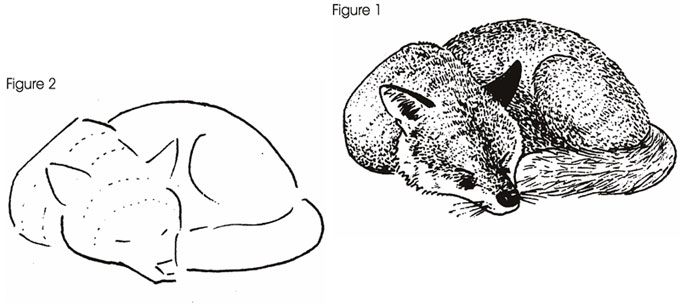 680x307 Sundayobserver Lk Jounior Observer Drawing Animals Fox - Sleeping Fox Drawing