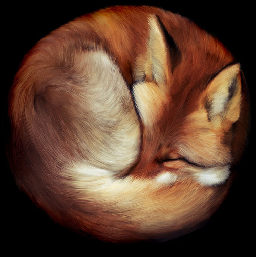 Sleeping Fox Drawing at Explore collection of