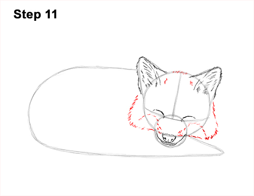 500x386 How To Draw A Fox - Sleeping Fox Drawing